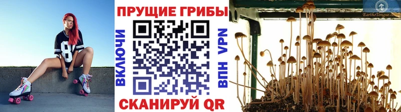 blacksprut ссылка  Сосногорск  Галлюциногенные грибы MAGIC MUSHROOMS 